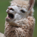 weirdnorwegianlama avatar