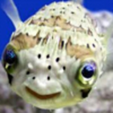 weirdofish avatar