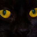 weirdwhiskers avatar