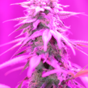 wejuana-blog avatar