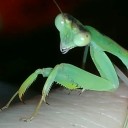 welcometobugworld avatar