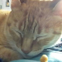 well-at-least-my-cat-likes-me avatar