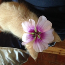 well-call-me-crazy avatar