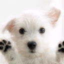 well-read-redhead avatar