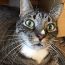 wellsorrybutitried avatar