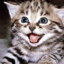 welovekittenseveryhour avatar