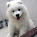 welovesamoyeds avatar