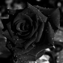 were-all-fools avatar