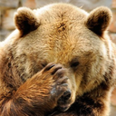 werebearish avatar