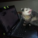 werepossums avatar