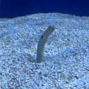 wereskull-seas avatar