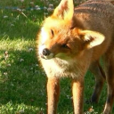 werewolfadmirer avatar