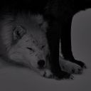 werewolfboyfrfr avatar