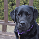 werewolfsquadron avatar