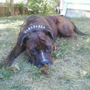 west-virginia-lover avatar