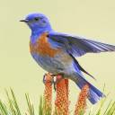 western-bluebird avatar