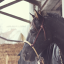 westernequine avatar