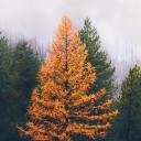 westernlarch avatar