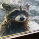 wet-raccoon avatar