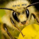 wewillsavethebees avatar