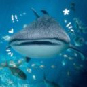 whale-shark-detector avatar