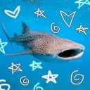 whale-shark-spotted avatar