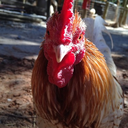 whalesandwonderfulthings avatar