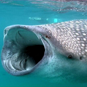 whaleshark-network avatar