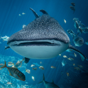 whalesharks-bestsharks avatar