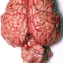 whalewatching avatar