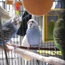 what-a-bird-does-blog avatar