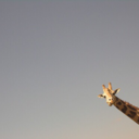 what-amievendoingg avatar