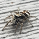 what-do-bunyips-look-like avatar