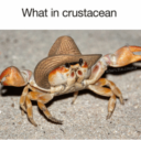 what-in-crustacean avatar