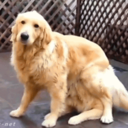 what-is-a-dog avatar