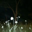 what-is-a-name avatar