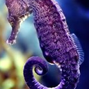 what-is-my-face avatar