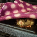 what-my-dreams-are-made-of avatar