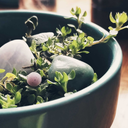 whatailsyoutraveler-blog avatar