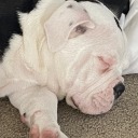 whatamiactuallydoingwiththis avatar