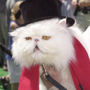 whateverishly-blog-blog avatar