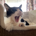 whatevermaraa avatar