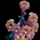 whatis-in-a-name avatar