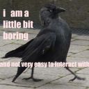 whatisthismagic avatar