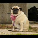 whats-a-blog-again avatar