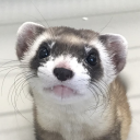 whats-this-mustelid avatar