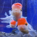 whats-up-gayboy avatar