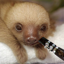 whatshouldwecallclarinet avatar