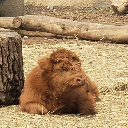 whatthefucman avatar