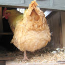 whatthefvck69 avatar